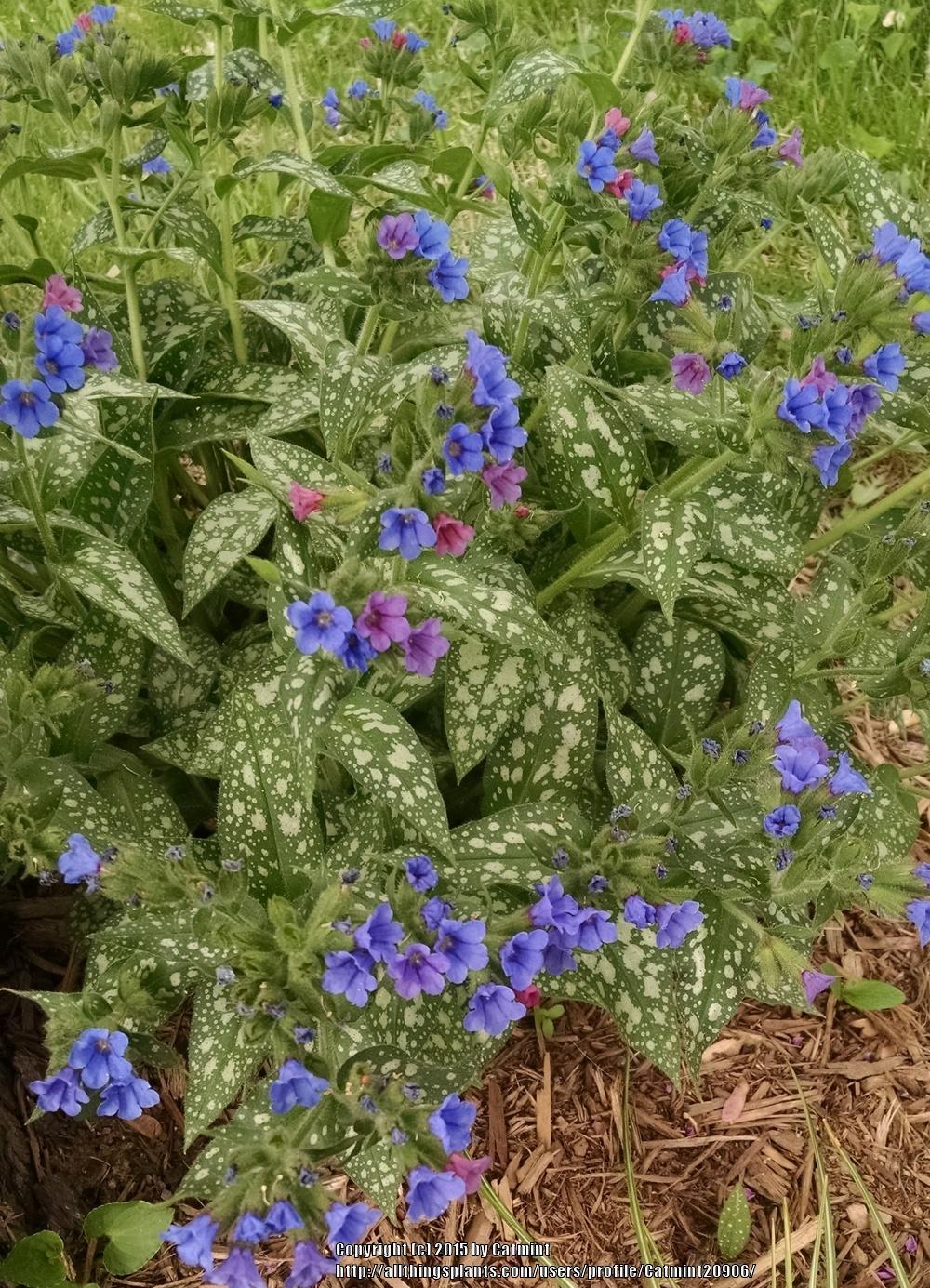 Pulmonaria longifolia 'E.B.Anderson'